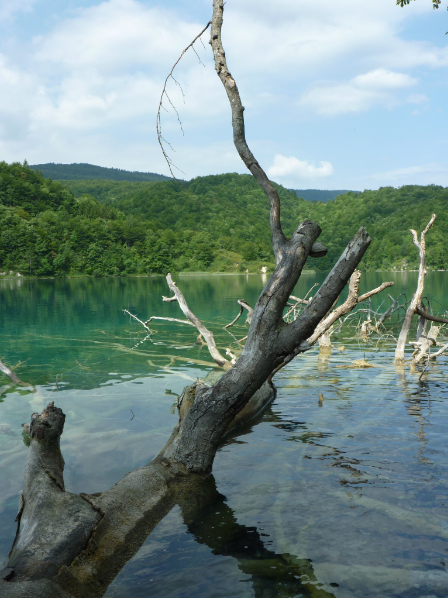 bois mort dans un lac à Plitwitch