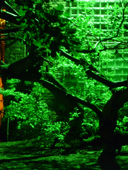 arbre sous néons vert