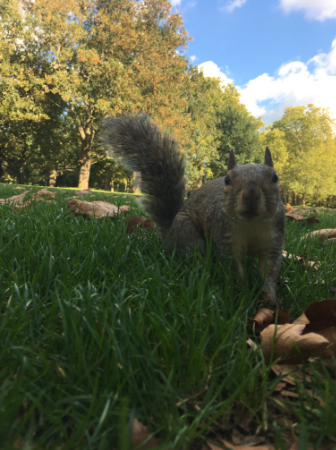 écureuil à London Park
